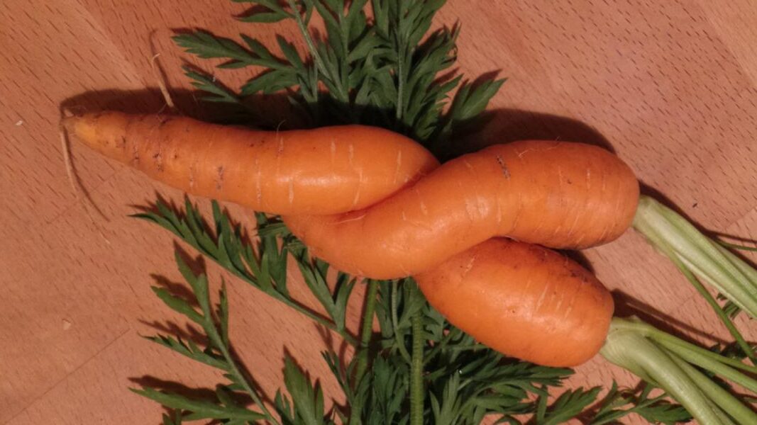 Sommerfest 2025 – Bildergalerie